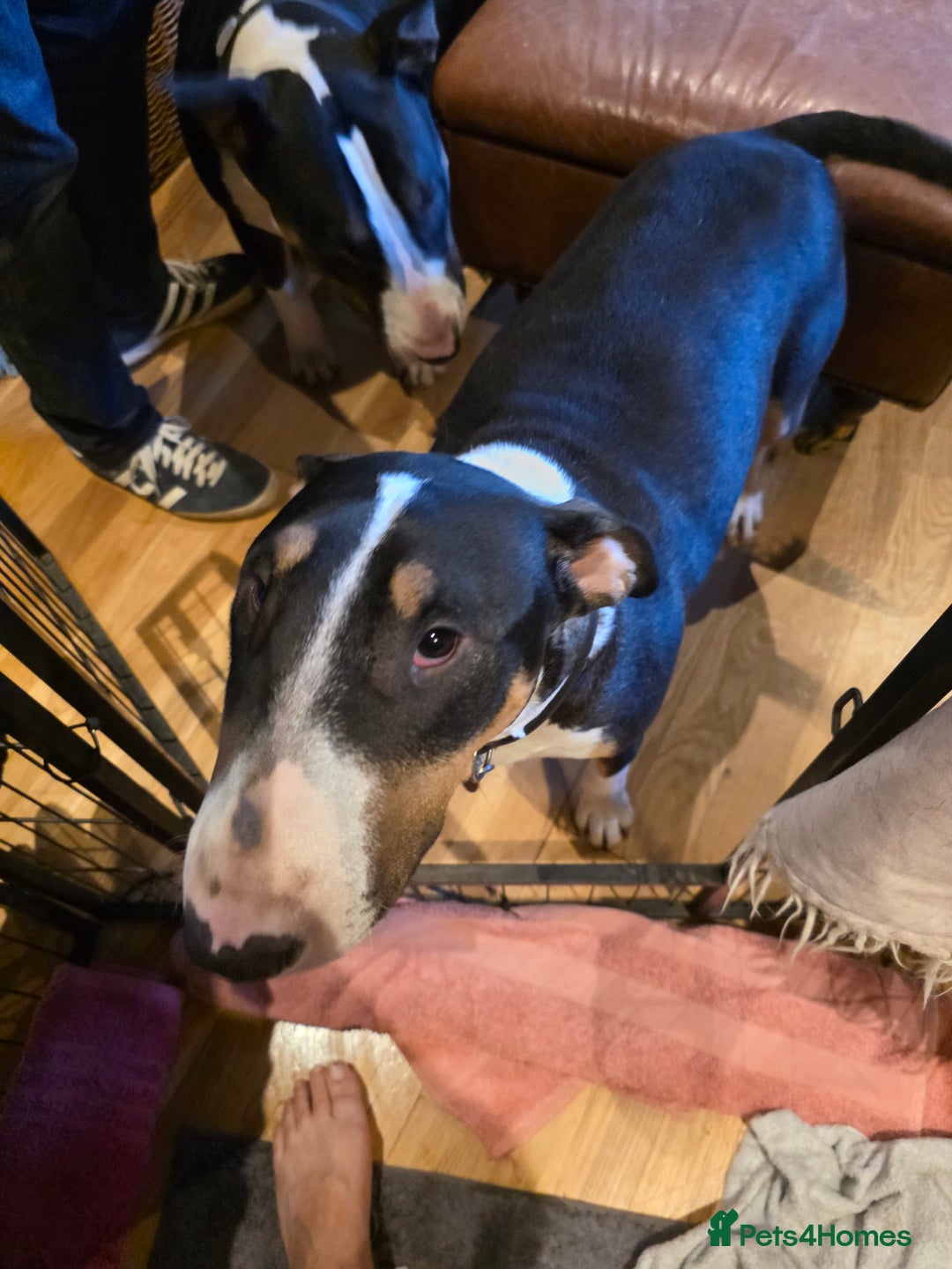 English Bull Terrier dogs for sale: English Bull Terrier Puppy for Sale - Image 4