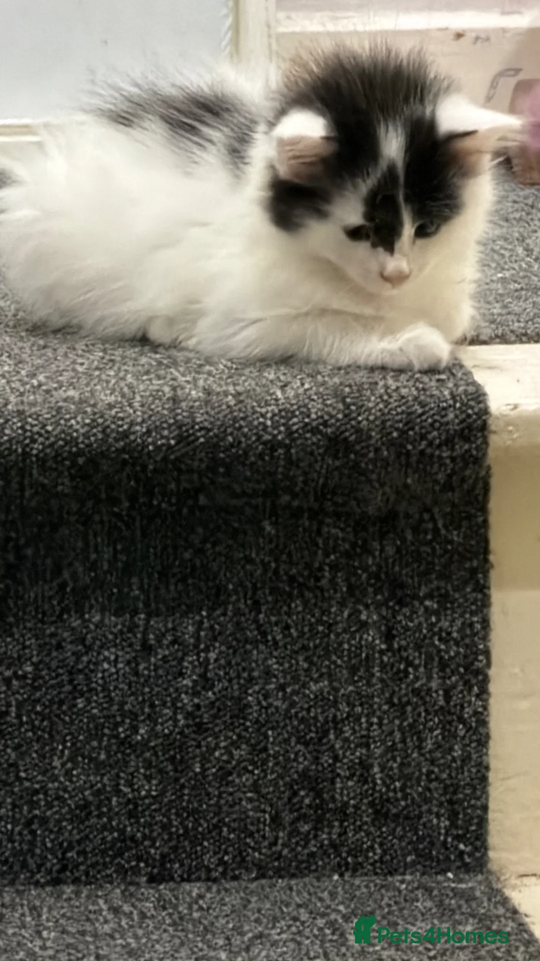 Turkish Van cats for sale: 3 beautiful kittens for sale.  - Advert 5