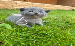 British Shorthair cats for sale: Blue British shorthair  - Image 15