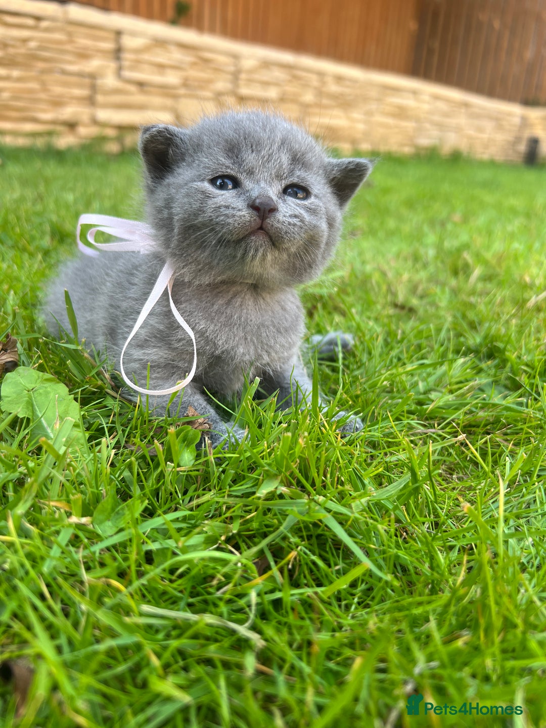British Shorthair cats for sale: Blue British shorthair  - Image 15