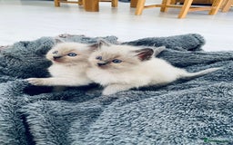 Ragdoll cats for sale: 5 beautiful blue point ragdolls - Image 1