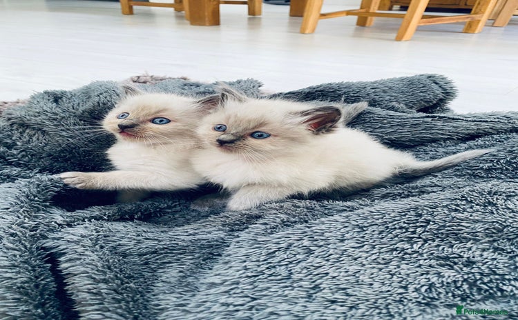 Ragdoll cats - Advert 18