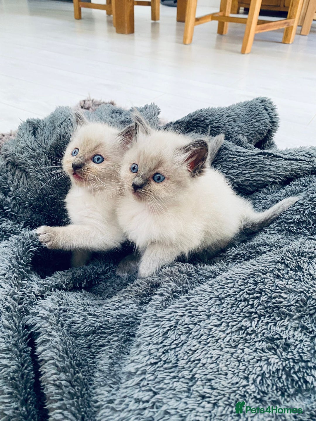 Ragdoll cats for sale: 5 beautiful blue point ragdolls - Image 1