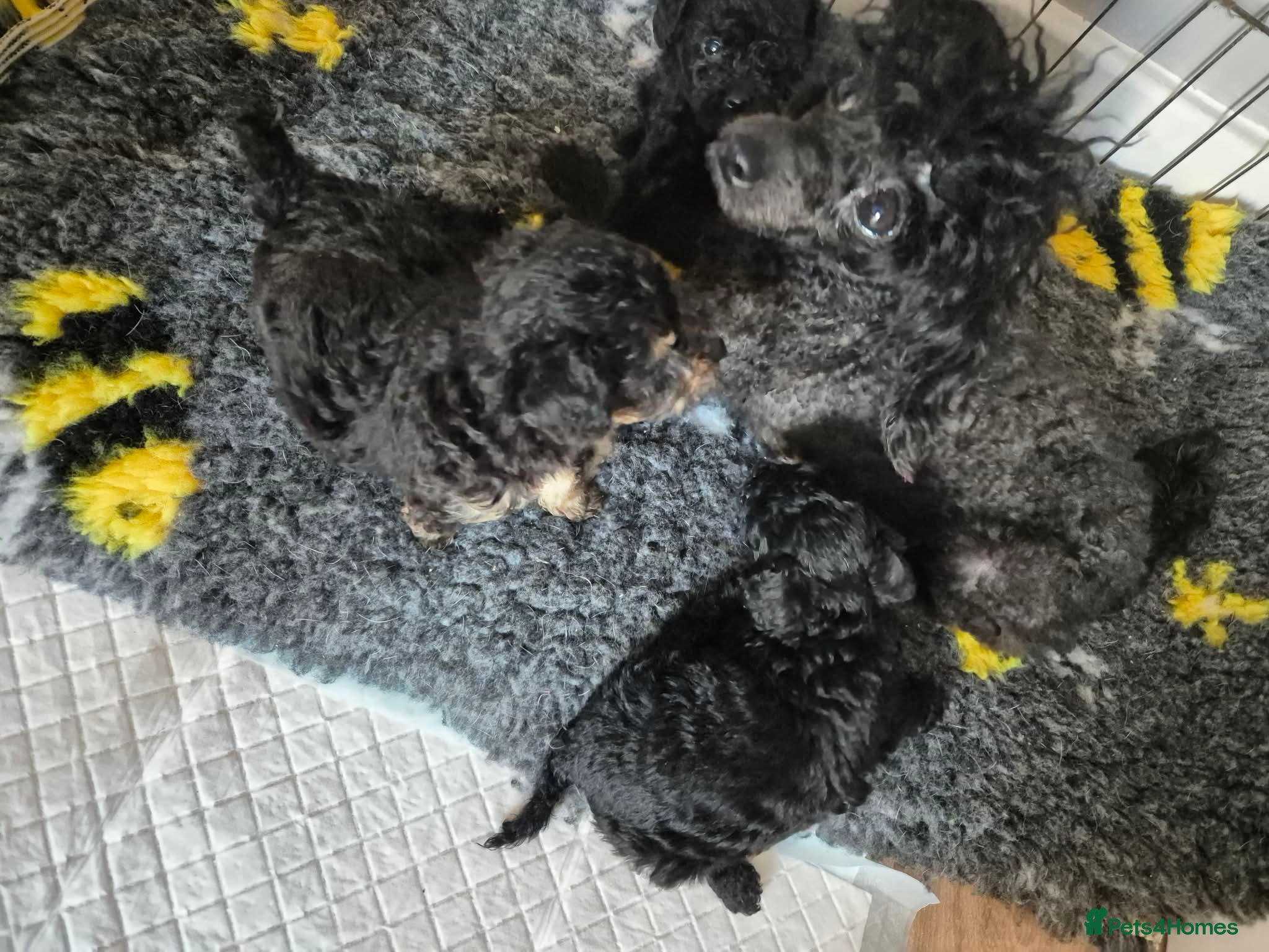 Toy Poodle dogs Toy puddle puppies  - Advert 2