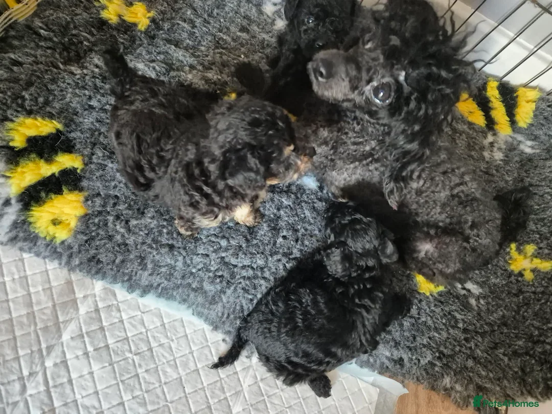 Toy Poodle dogs for sale: Toy puddle puppies  in Tadcaster - Advert 2