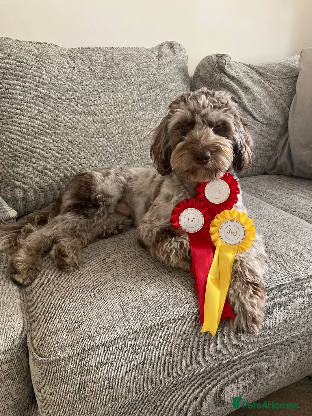 Cockapoo dogs for stud: F1 Merle Male Cockapoo for Stud in Nottingham - Advert 9