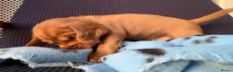 Cocker Spaniel dogs for sale: Working Cocker Spaniel Puppies - Advert 5