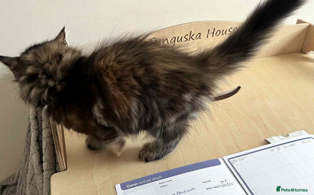 Siberian cats for sale: Beautiful purebred Siberian kittens-Hypoallergenic - Image 21
