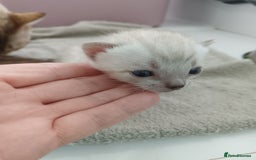 Bengal cats for sale: Tica RG pure bengals  - Image 12