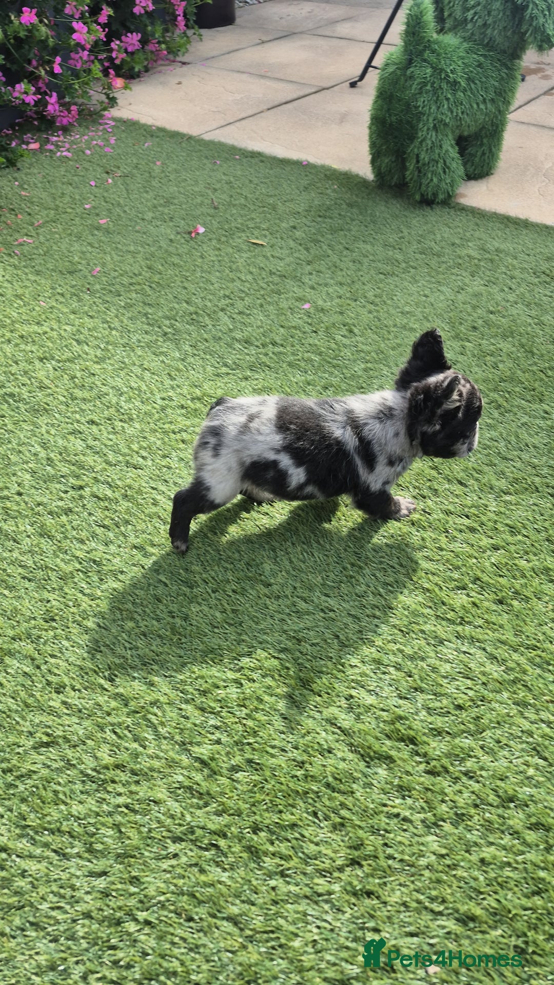 French Bulldog dogs for sale: Fluffy french bulldogs +c2  - Image 15