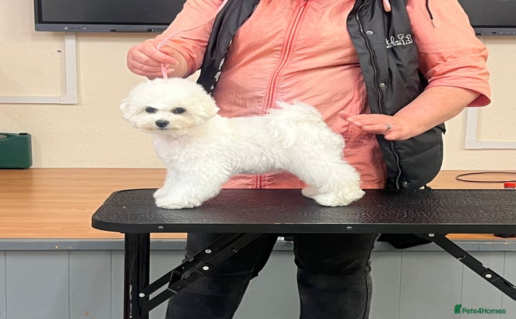 Bichon Frise dogs - Advert 1