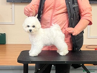 Bichon Frise dogs - Advert 5
