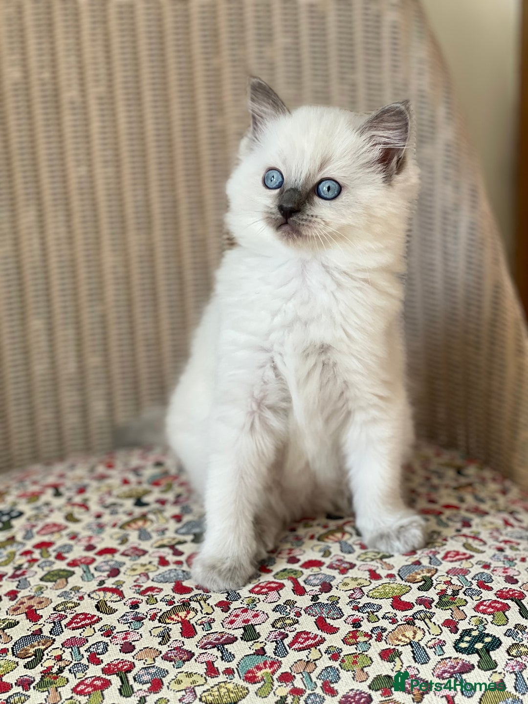 Ragdoll cats for sale:  Beautiful Blue colour point Ragdoll kittens   - Image 4