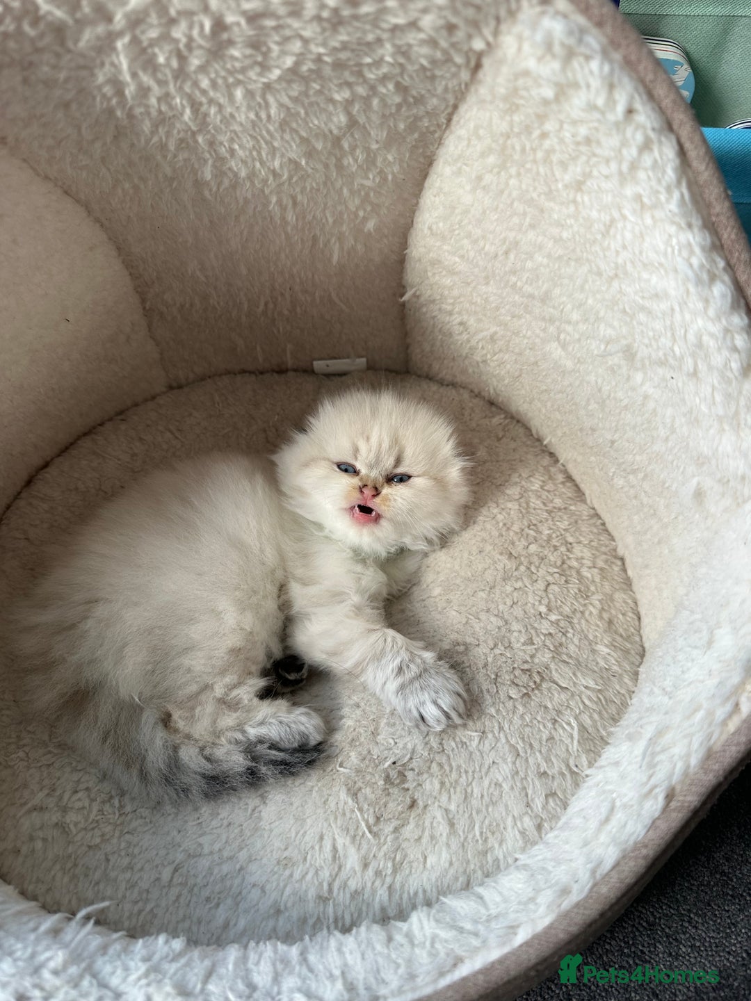 Scottish Fold cats for sale: Scottish fold Kitten Healthy &Loving - Advert 21