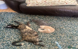 Mixed Breed cats for sale: 3 2 month old TORTIE x BRITISH SHORTHAIR KITTENS - Image 30