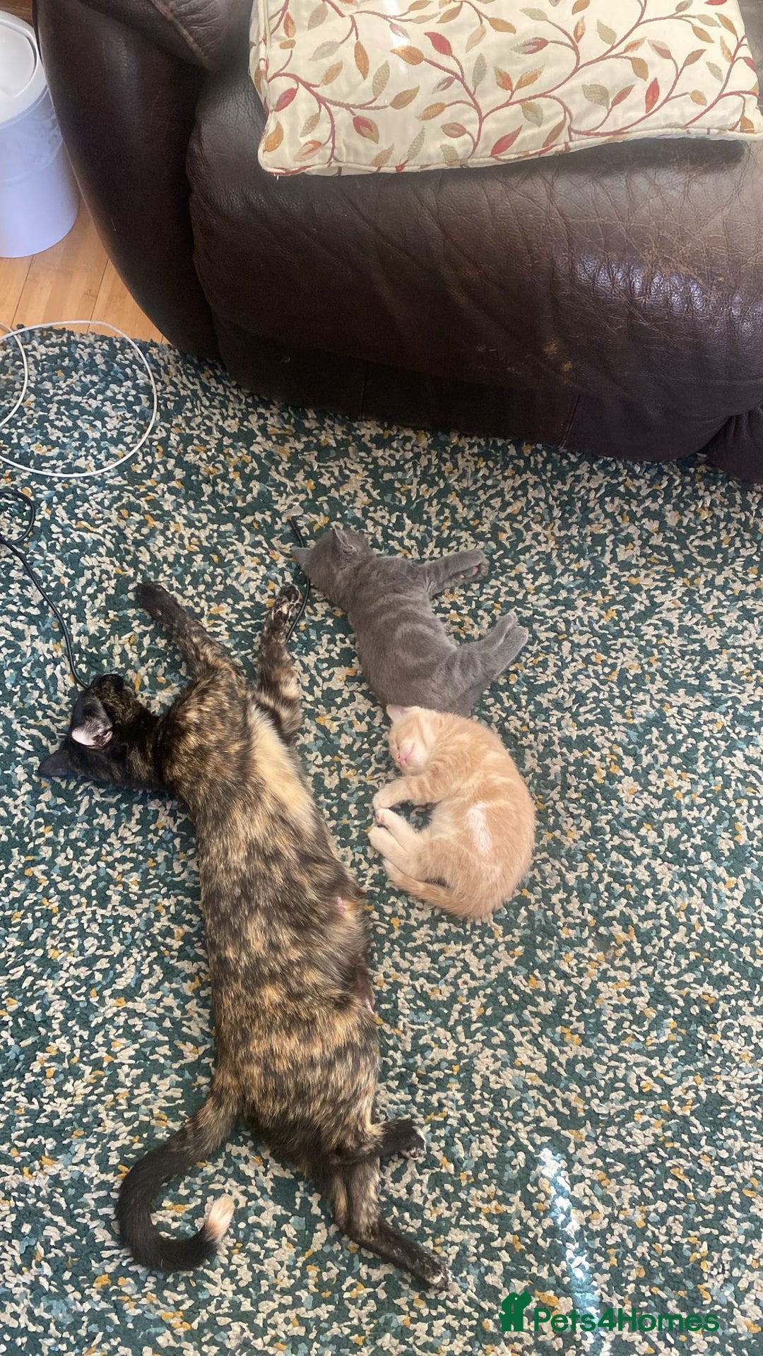 Mixed Breed cats for sale: 3 2 month old TORTIE x BRITISH SHORTHAIR KITTENS - Image 30
