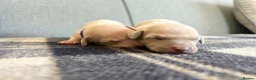 Italian Greyhound dogs for sale: Health tested KC reg Italian Greyhound Puppies  - Advert 9