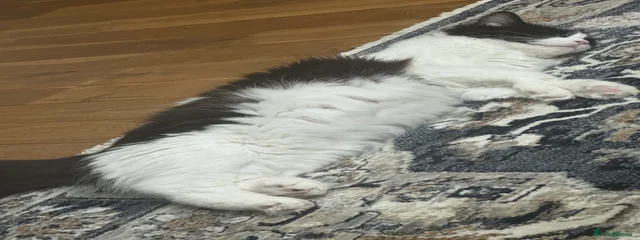 Biscuits 
