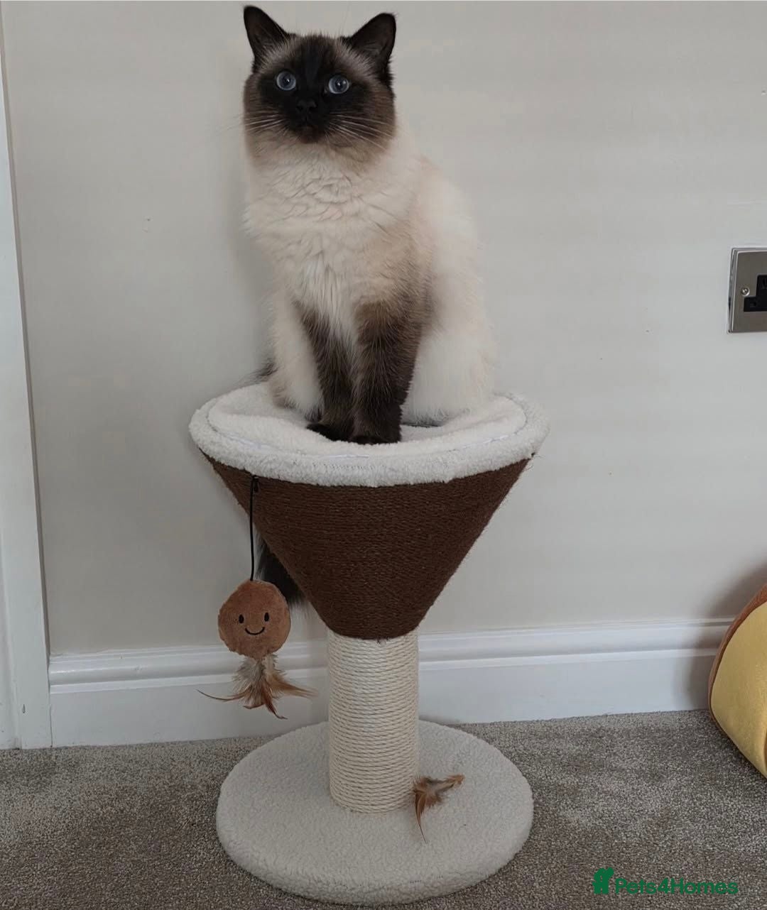 Ragdoll cats Ragdoll Babies  - Advert 1