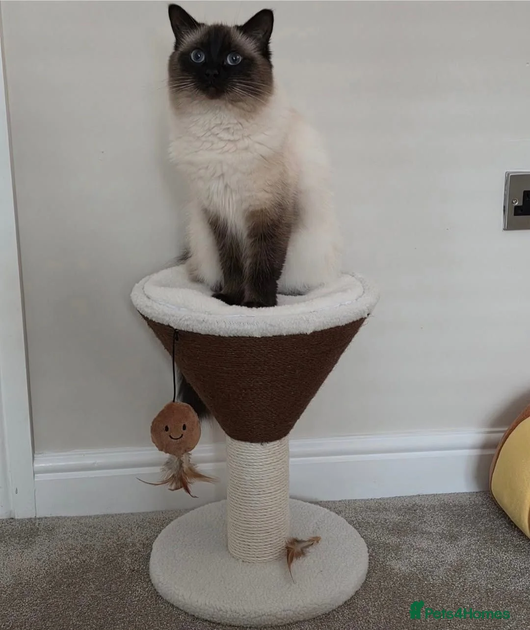 Ragdoll cats for sale: Ragdoll Babies  - Advert 1