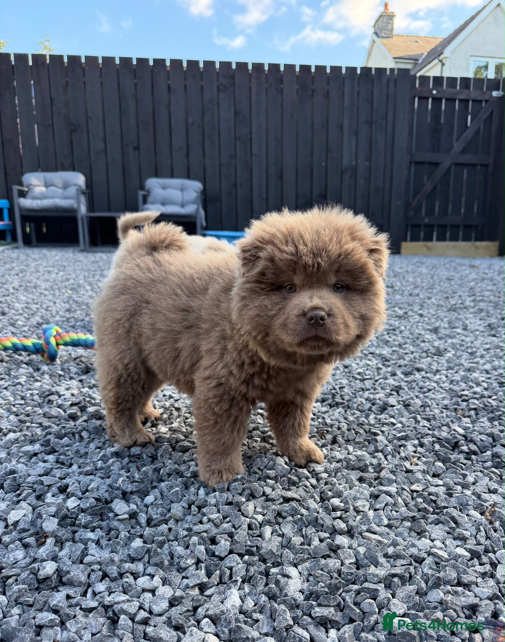 Chow Chow dogs Exotic colour pure chow chow puppies for sale  - Advert 2