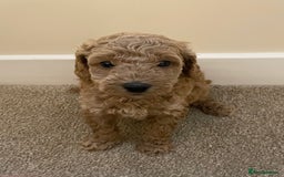 Poochon dogs for sale: Teddy bear poochons  - Image 2