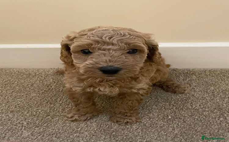 Poochon dogs - Advert 14