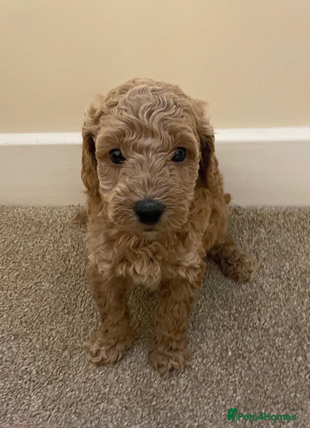 Poochon dogs for sale: Teddy bear poochons  - Image 2