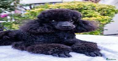 Miniature Poodle dogs - Advert 10