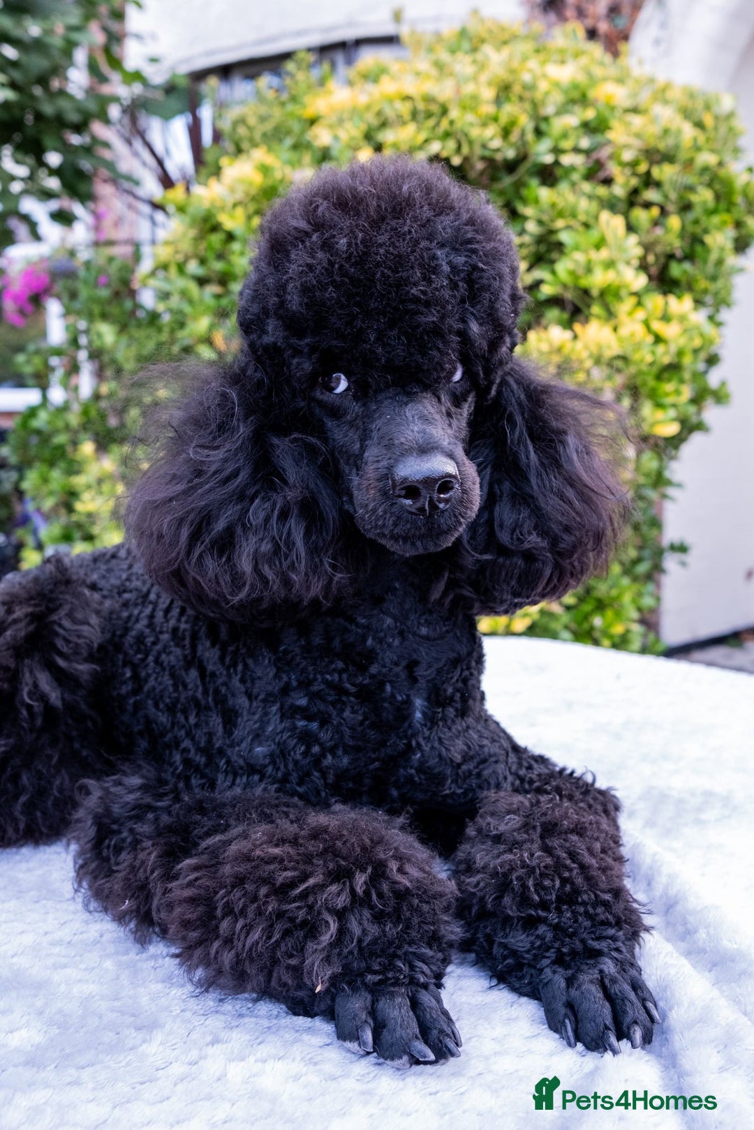 Miniature Poodle dogs for sale: Meet Joe Black - the perfect Miniature Poodle - Image 3