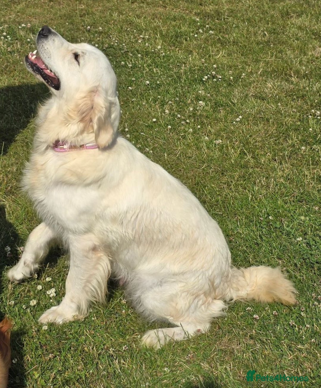 Golden Retriever dogs for sale: English Cream Golden Retriever - Advert 8
