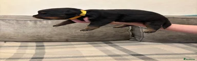 Rottweiler 4