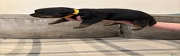 Rottweiler dogs for sale: Champion Rottweiler KC Registered Puppies - Advert 11