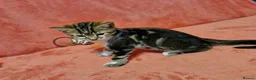 Bengal cats for sale: Bengal mix kittens for sale - Advert 13