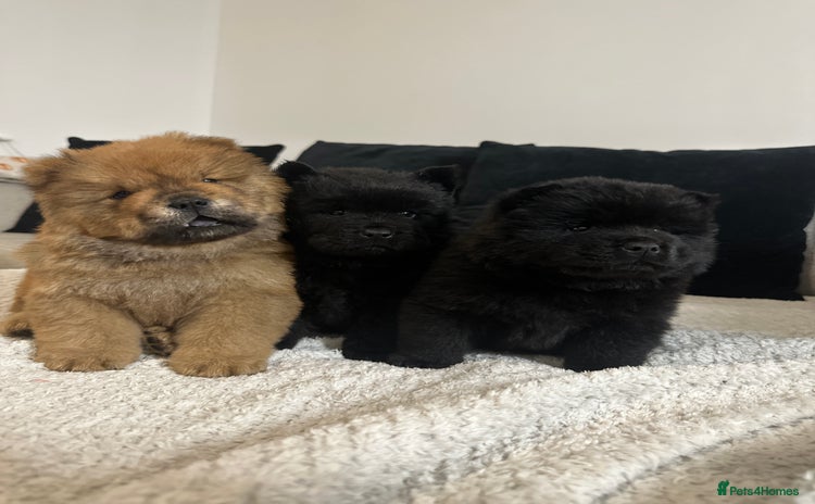 Chow Chow dogs - Advert 1