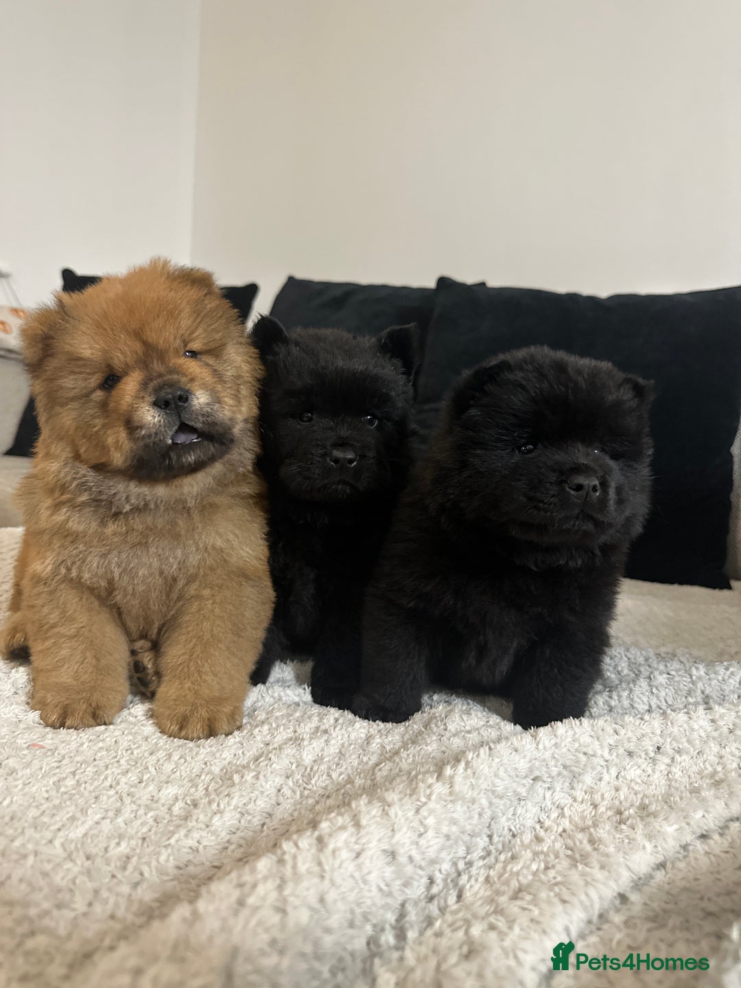Chow Chow dogs for sale: 🐾 Chow Chow Puppies 2 Black 1 Red🐾 - Image 1
