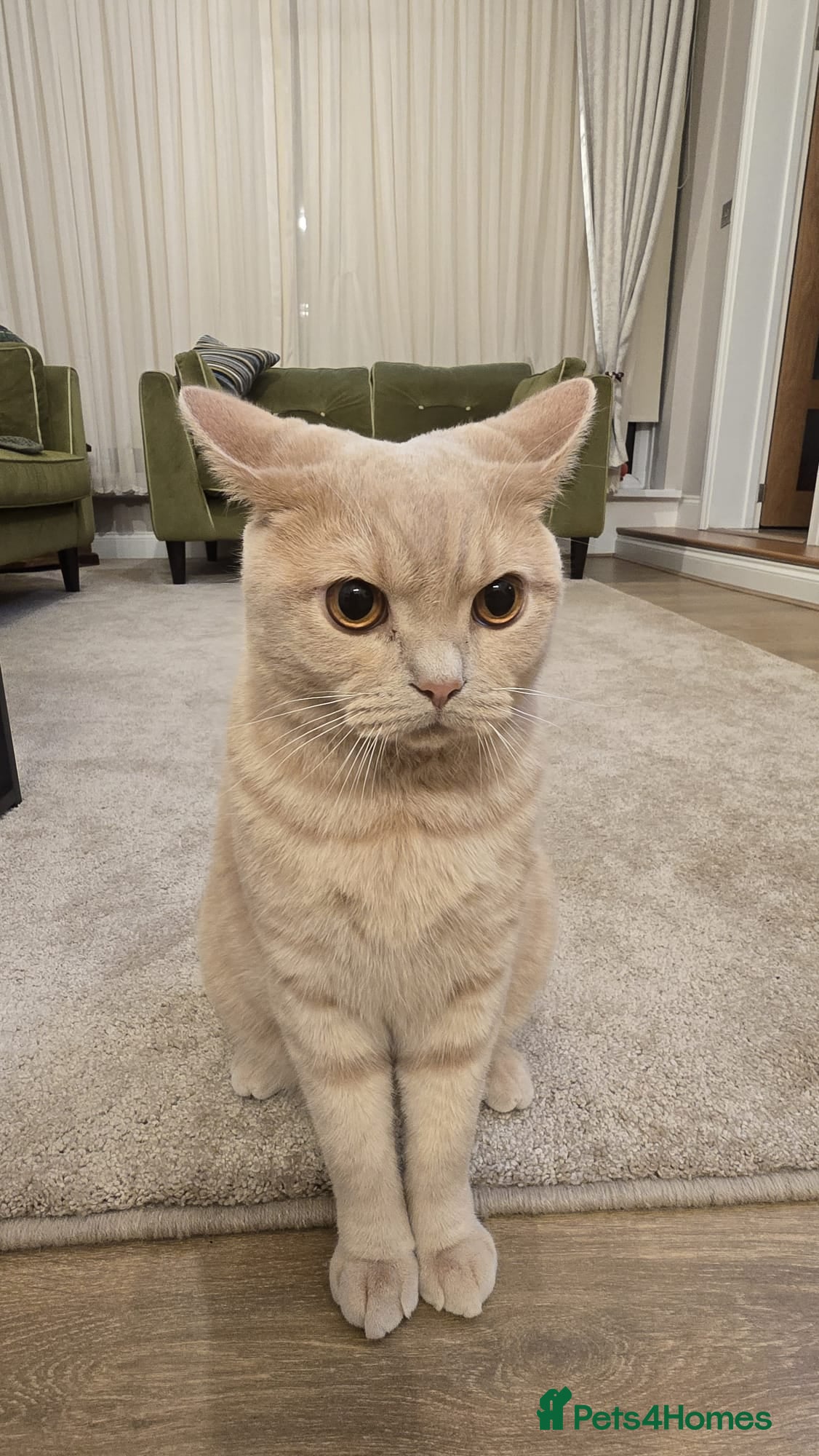 British Shorthair cats British shorthair cat - Advert 1