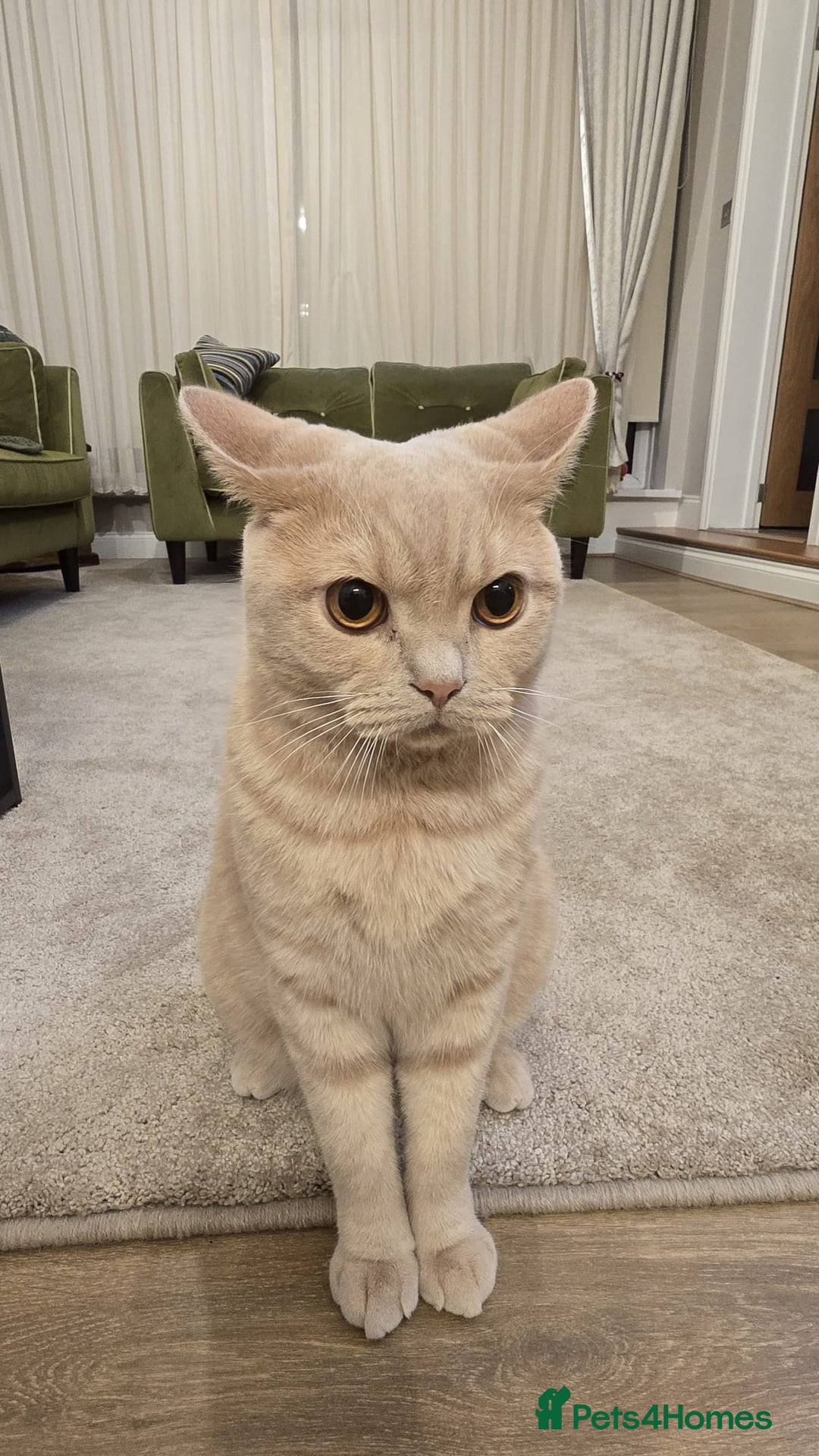 British Shorthair cats for sale: British shorthair cat - Advert 1