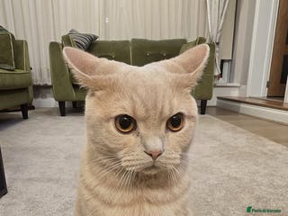 British Shorthair cats British shorthair cat - Advert 1