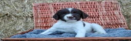 English Springer Spaniel dogs for sale: 1 boy left. Heath Tested Springer Spaniel Pups - Advert 22