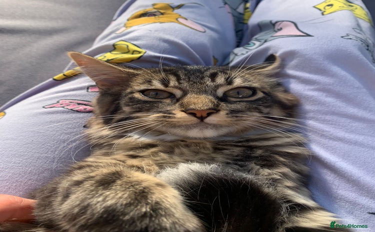 Mixed Breed cats - Advert 15