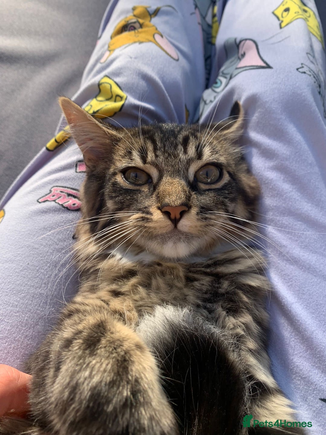 Mixed Breed cats for sale: Male mixed breed cat  - Image 2