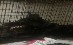 German Shepherd dogs for sale: Midnight - Image 3