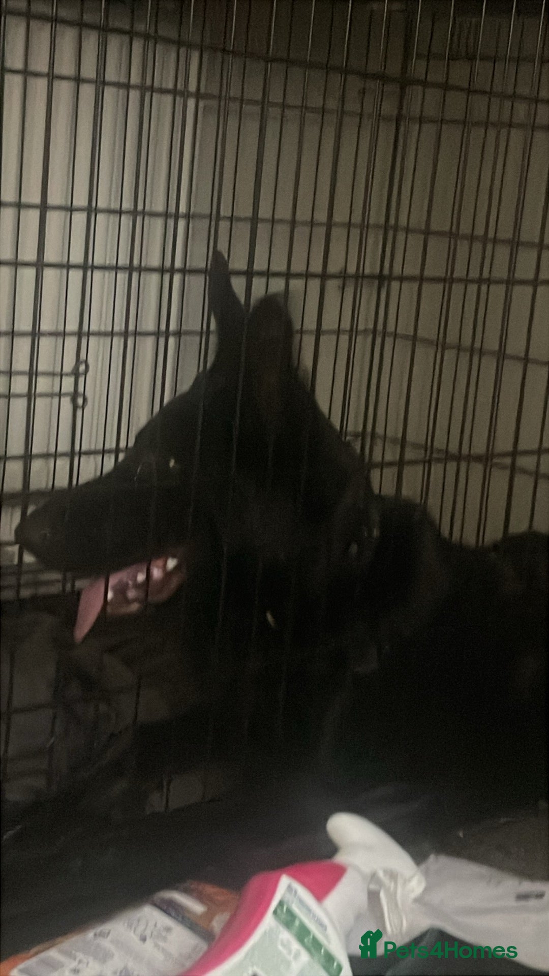 German Shepherd dogs for sale: Midnight - Image 3