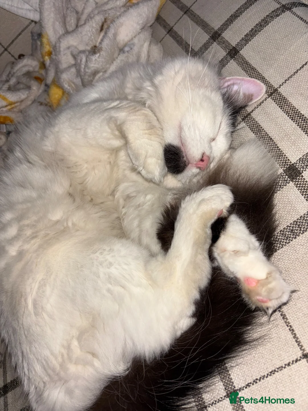 Mixed Breed cats for sale: New home wanted in Evesham - Advert 3