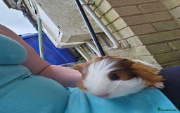 Guinea Pig rodents for sale: Male guinea pigs for sale  - Image 5