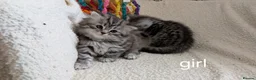 British Shorthair cats for sale: GCCF registered British Shorthair silver Tabby - Advert 8