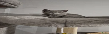 Russian Blue 2