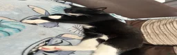 Mixed Breed cats for sale: Male cat  in Taunton - Advert 1