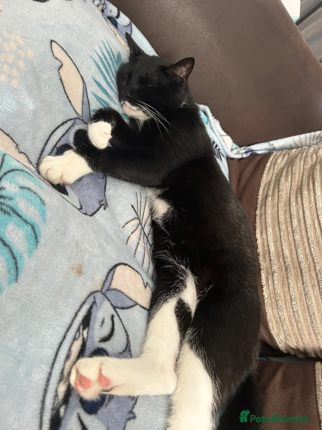 Mixed Breed cats for sale: Male cat  in Taunton - Advert 1